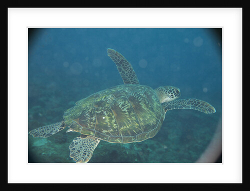 Green Turtle in Indian Ocean by Anonymous