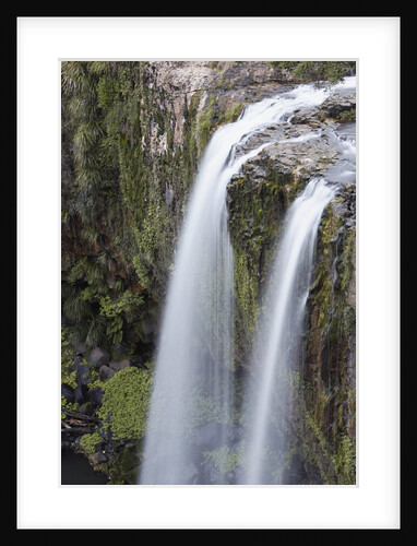 Whangerei Falls in Rainforest by Anonymous