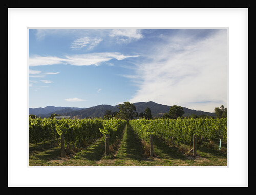 Grapevines in Vineyard by Anonymous