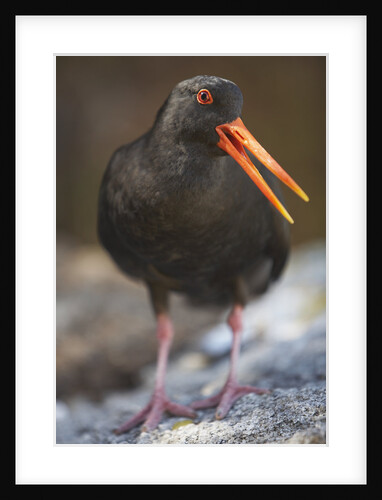 Variable Oystercatcher by Anonymous