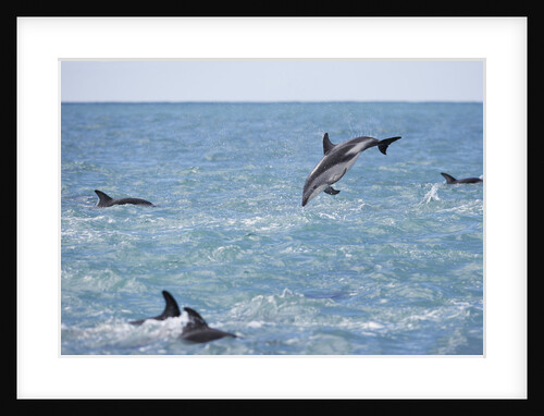 Dusky Dolphin Leaping by Anonymous