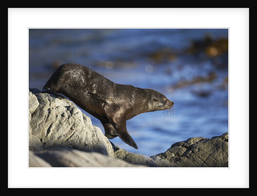 New Zealand Fur Seal by Anonymous