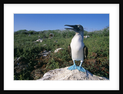 Blue Footed Boobie in Galapagos Islands National Park by Anonymous