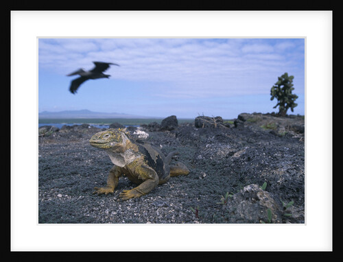 Land Iguana in Galapagos Islands National Park by Anonymous