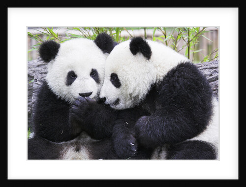Two Panda Babies Interacting by Anonymous
