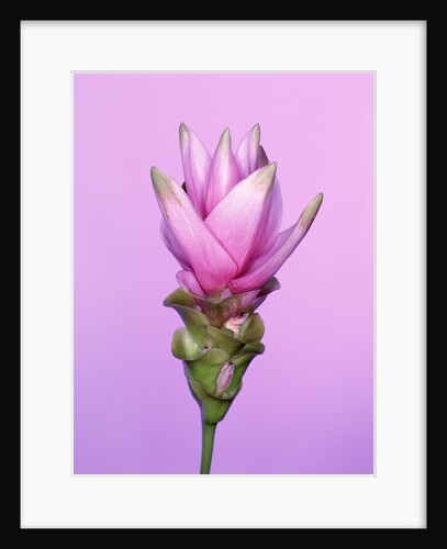 Pink Curcuma Flower by Anonymous