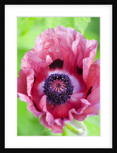 Pink Poppy in Bloom by Anonymous
