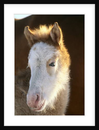 Spanish Mustang Buffalo Horse Foal by Anonymous