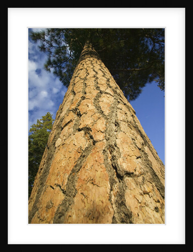 Pine Tree Trunk by Anonymous
