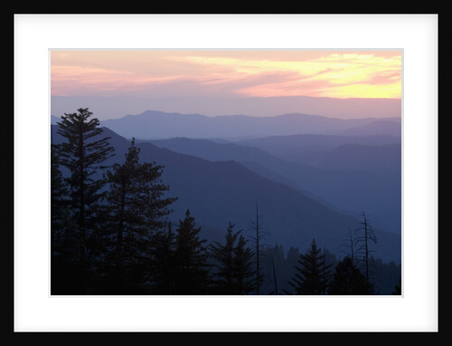 Conifers and Mountains in Distance by Anonymous