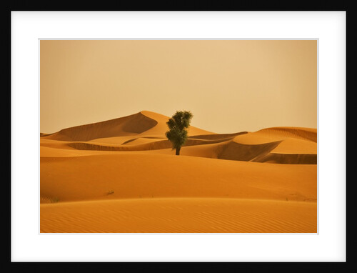 Single Tree in Sand Dunes by Anonymous