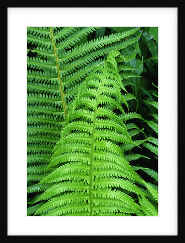 Fern Leaves by Anonymous