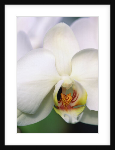 Phalaenopsis Hybrid White Orchid by Anonymous