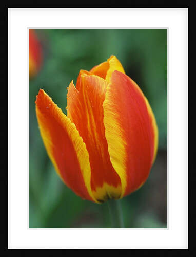 Orange and Yellow Tulip by Anonymous