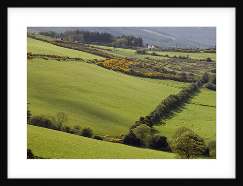 Countryside in County Wicklow by Anonymous