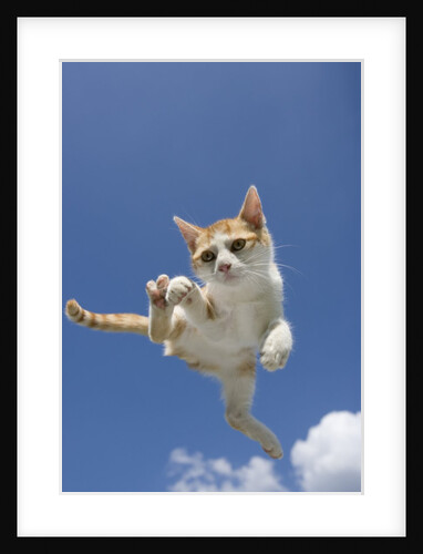 Orange and White Kitten Mid-air by Anonymous