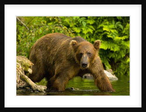 Brown Bear Fishing For Salmon by Anonymous