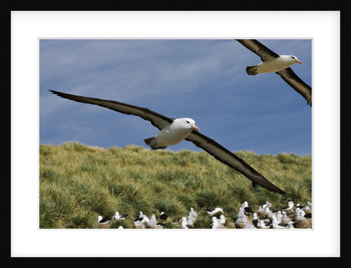 Albatross Flying Over Colony by Anonymous