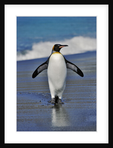 King Penguin on the Beach by Anonymous