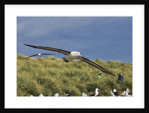Albatross Flying Over Colony by Anonymous