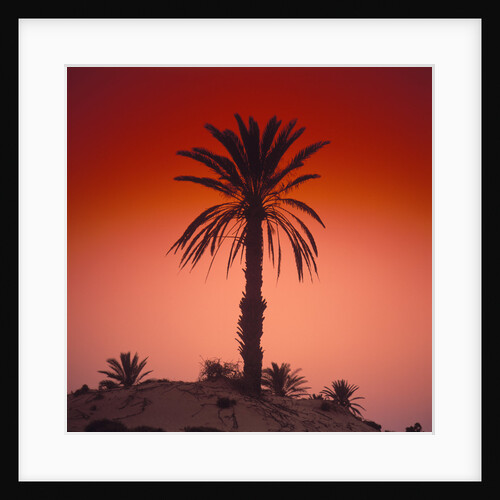 Palm Tree at Sunset by Anonymous
