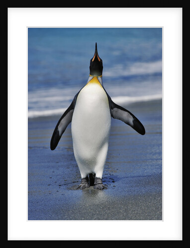 King Penguin on the Beach by Anonymous