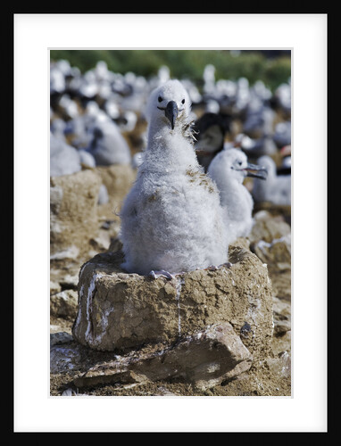 Albatross Chick on Nest by Anonymous