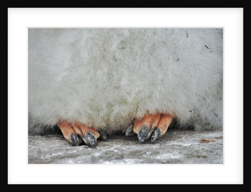 Gentoo Chick's Webbed Feet by Anonymous