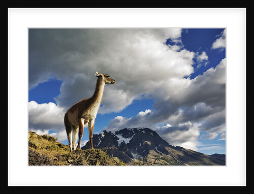 Guanaco Overlooking Nordenskjold by Anonymous