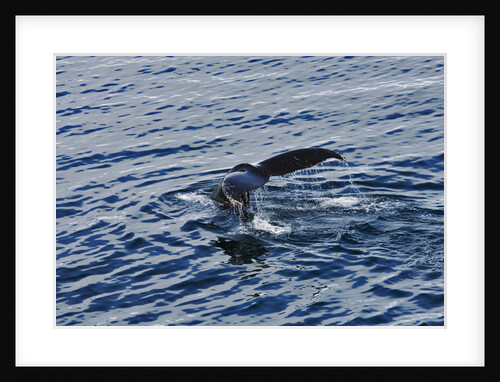 Fluke of Humpback Whale by Anonymous