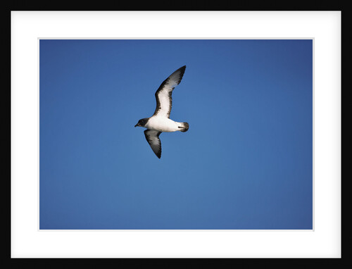 Cape Petrel in Flight by Anonymous