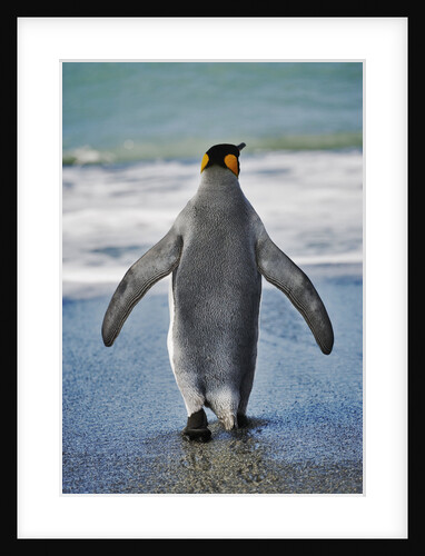 King Penguin Entering the Water by Anonymous