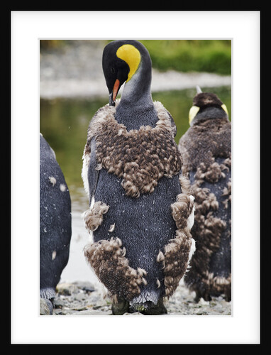 Molting King Penguin by Anonymous