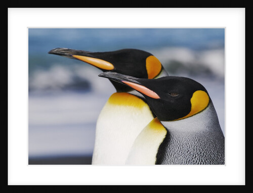 King Penguins Gazing Ahead by Anonymous