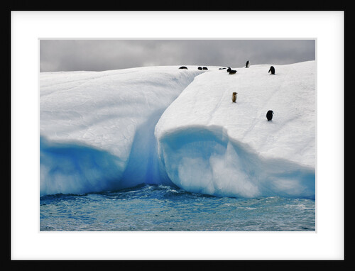 Albino Penguin (Center) on Iceberg by Anonymous