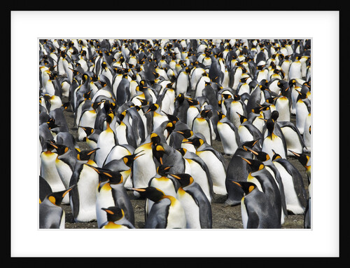King Penguins Socializing by Anonymous