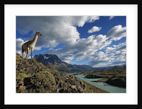 Guanaco Overlooking Nordenskjold Lake by Anonymous
