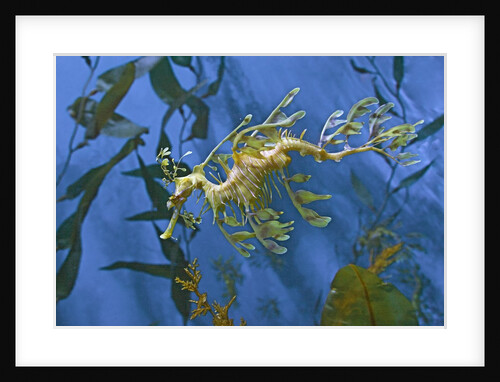 Close-Up of Leafy Sea Dragon by Anonymous