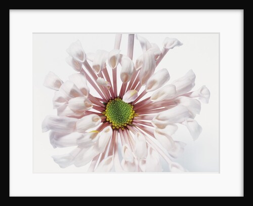 White Chrysanthemum by Anonymous