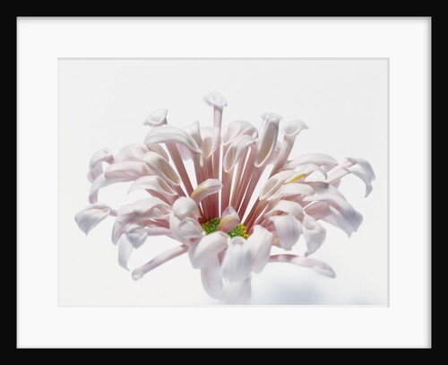 White Chrysanthemum by Anonymous