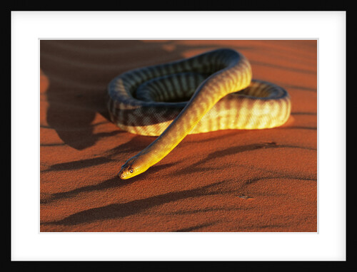 Woma Python in Australian Desert by Anonymous