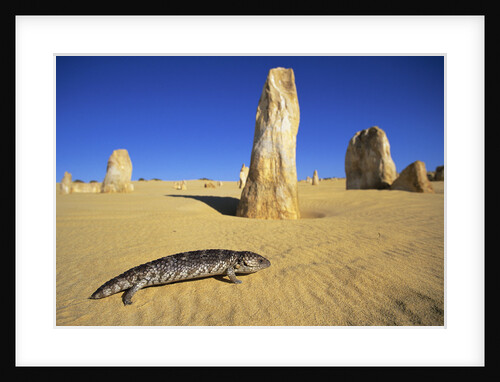 Shingle-Back Skink Crossing the Australian Desert by Anonymous
