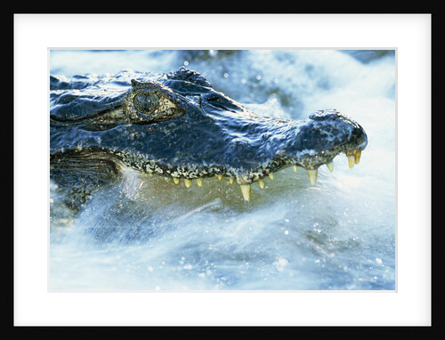 Caiman Waiting in Running Water by Anonymous