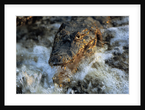 Caiman Waiting in Running Water by Anonymous
