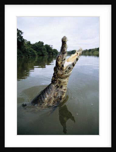 Caiman Emerging from River by Anonymous