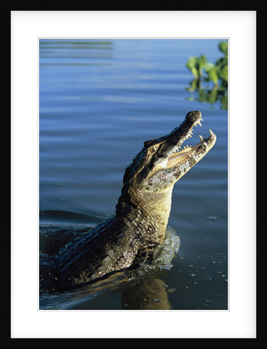 Caiman Emerging from River by Anonymous