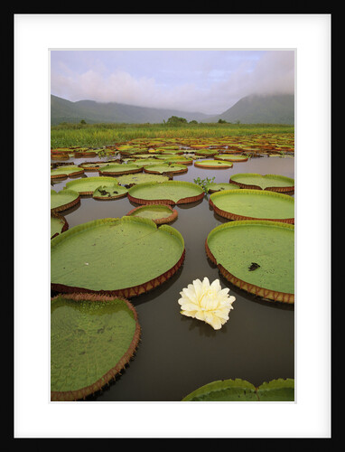 Water Lilies on the Pantanal Wetlands by Anonymous