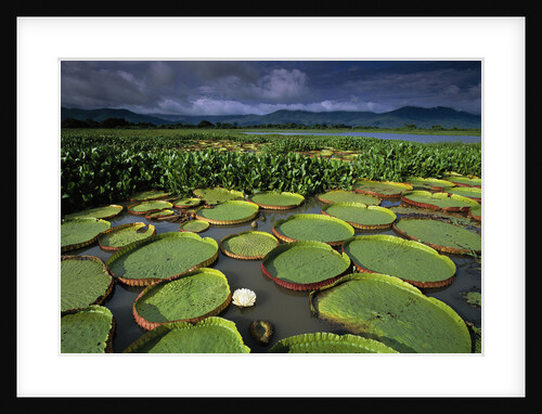 Water Lilies on the Pantanal Wetlands by Anonymous