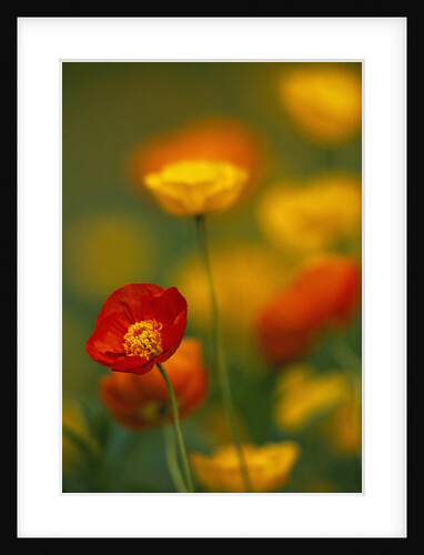 Iceland Poppy by Anonymous