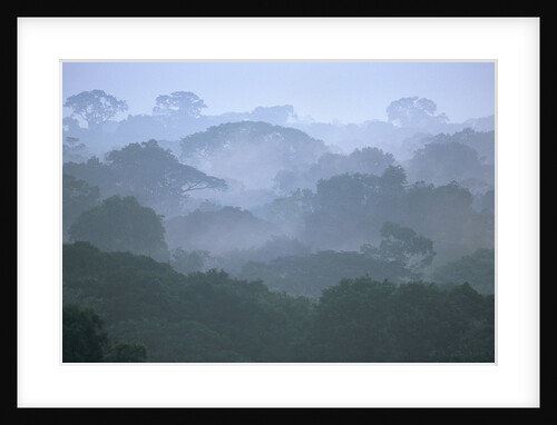 Tropical Rainforest Canopy in Morning Fog by Anonymous